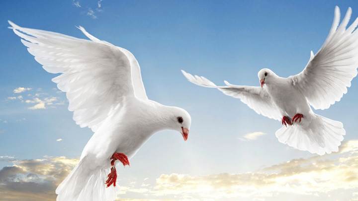Two White Pegions In Sky